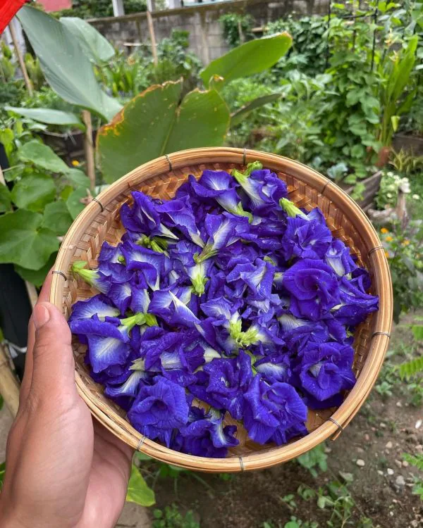 A bowl of fresh blue butterfly pea flowers